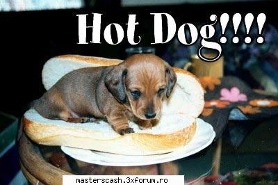 Poze funny - hot dog in adevaratul sens al cuvantului - Fun Zone